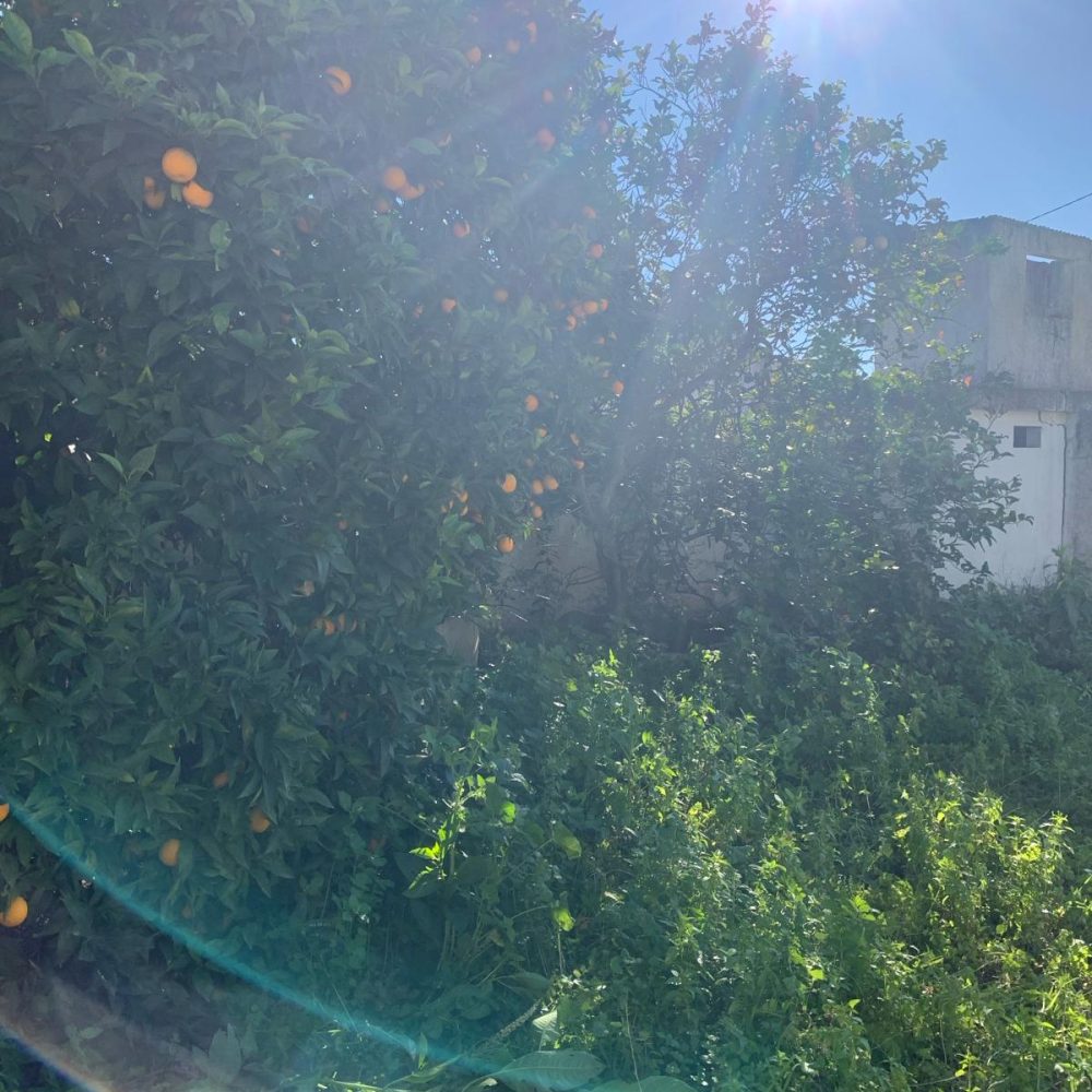 IMG_0831.JPG